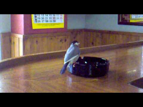 See video See video