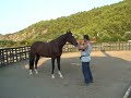Horsemanship Drills in a Roundpen & Play 5