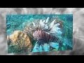 LionFish of Barracuda Reef, cozumel , Mexico GoPro Hero 2 HD