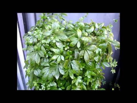 how to grow jiaogulan