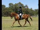 My Horse Ocky and Me My Horse Ocky and Me