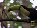 Birds of Paradise - Toucan