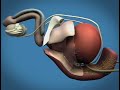 Weill Cornell Robotic Prostatectomy: 3-D Animation (2/6)