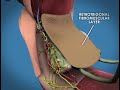weill-cornell-robotic-prostatectomy-3d-animation-26.html