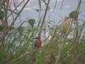 Common Kingfisher