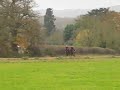 Amerigana on the Gallops