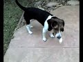 Tess the Beagle