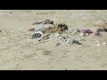 Frank Donaghue on the Dasht-e-Leili Mass Grave in Afghanistan