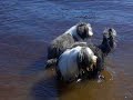 Koiria uimahommissa / Dogs swimming