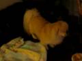 hamov sleepy time
