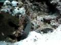 videos de CAMARON MANTIS 1