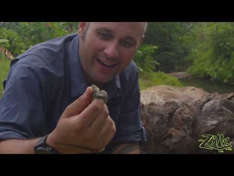 YouTube reptile video