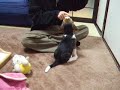 Kaiser The Beagle - Beagle Puppy Learning 