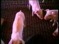 Undercover Pig Farm Investigation