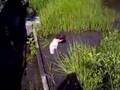 Feral-s-Canal-Fun-2-