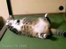sleep cat pippi 「ツネオテレビ」