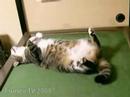 sleep cat pippi 「ツネオテレビ」