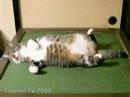 sleep cat pippi 「ツネオテレビ」