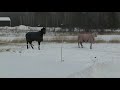 Snow Ponies Snow Ponies