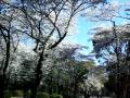 videos de Ueno park in tokyo cherry blossom