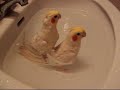 Cockatiel brothers - \"I don\ Cockatiel brothers - \"I don\