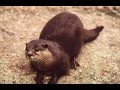 Weird Cryptids of Australia