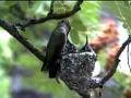 Black-chinned Hummingbird Feeding Young