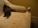 Orange kitten chasing toys