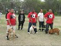 Dtownbullys.com (DOMINO) Dallas Tx. Dtownbullys.com (DOMINO) Dallas Tx.
