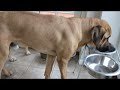 Broholmeren Aric  og Labradoren Speedy