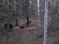 bear hunting in sask atchewan bear hunting in sask atchewan