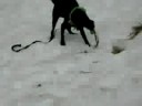 Homer in Snow