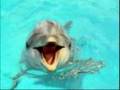les dauphins
