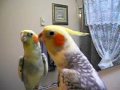 Beautiful Cockatiel