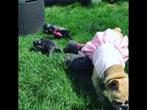 Picture Day for the puppies