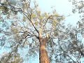 Hampton Corridor of Trees Part 3 with Peter Macqueen & Ben Beeton