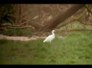 Cattle Egret Cattle Egret