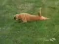 Videos de animais completamente doidos