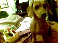 singing-doggie.html