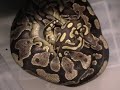 Yellow belly x mojave yellow belly by MCS Yellow belly x mojave yellow belly by MCS