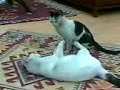 Tahan?n Kedileri Tahan?n Kedileri