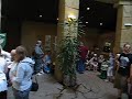 Chester Zoo - Visitors seek for cover in Jaguar House during Chimp let loose