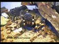 Mexican Red Knee Tarantula Molting (Brachypelma Smithi)