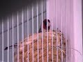 Darrrrek - Breeding carduelis2