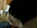 My cat Coki  purrs