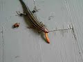 Skink feeding Skink feeding