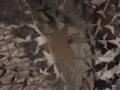 videos de Chacarita cucharita cucaracha