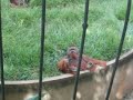 no zoologico