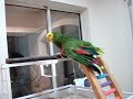 Poncho hypnotized again! aka \"Poncho\ Poncho hypnotized again! aka \"Poncho\