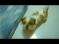 Gordon Play Dead Gordon Play Dead